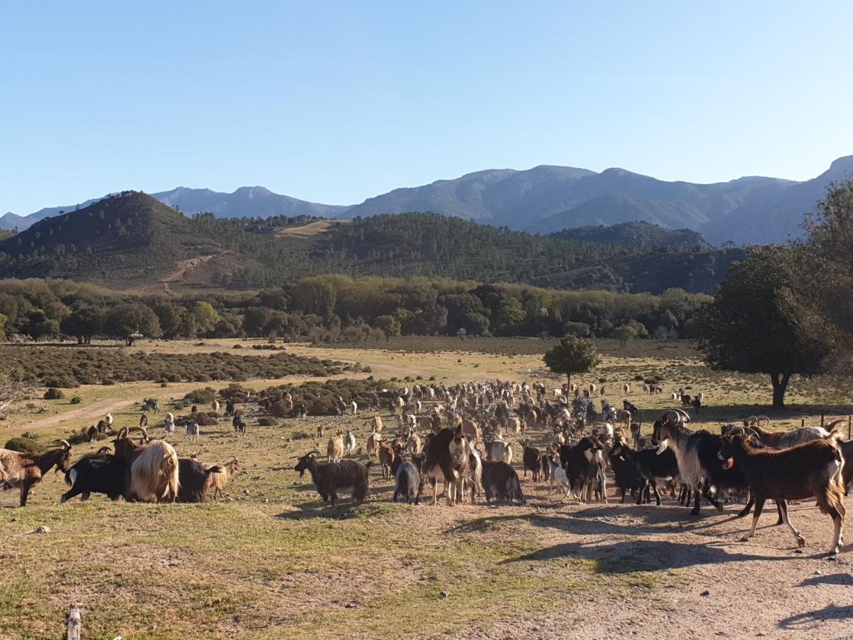 Domaine U Filanciu - Casa Chiara - Centru Di Corsica Villa Moltifao Eksteriør bilde